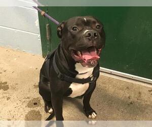 Small American Pit Bull Terrier