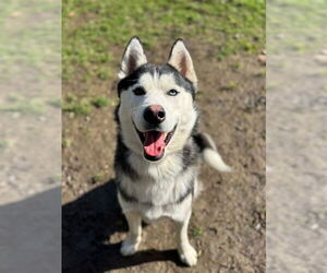 Siberian Husky Dogs for adoption in Riverside, CA, USA