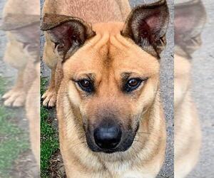 Small Chinese Shar-Pei Mix