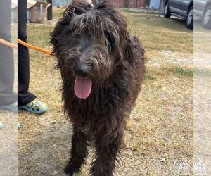Australian Shepherd-Unknown Mix Dogs for adoption in Washington, DC, USA
