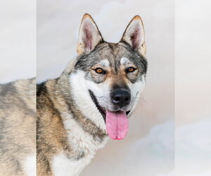Siberian Husky-Unknown Mix Dogs for adoption in Pasadena, CA, USA