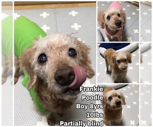 Mutt Dogs for adoption in Seattle, WA, USA