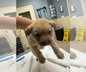 Siberian Husky-Unknown Mix Dogs for adoption in Riverside, CA, USA