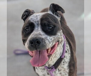 Mutt Dogs for adoption in Martinez, CA, USA