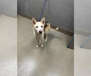 German Shepherd Dog-Siberian Husky Mix Dogs for adoption in Las Vegas, NV, USA