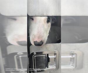 Bull Terrier-Unknown Mix Dogs for adoption in San Antonio, TX, USA
