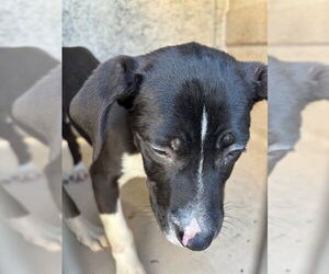 Mutt Dogs for adoption in Oklahoma City, OK, USA