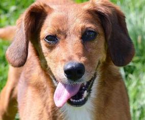 Jack-A-Bee Dogs for adoption in Fairport, NY, USA