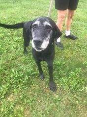 Labrador Retriever Dogs for adoption in ashville, OH, USA