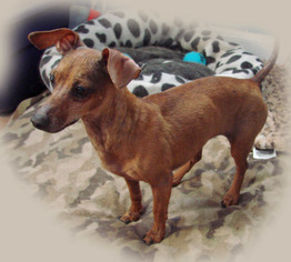Chiweenie Dogs for adoption in Holly Springs, MS, USA