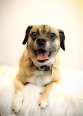 Puggle Dogs for adoption in Pittsburg, CA, USA