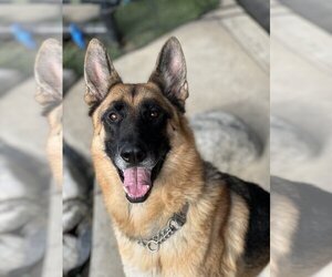 German Shepherd Dog Dogs for adoption in Van Nuys, CA, USA