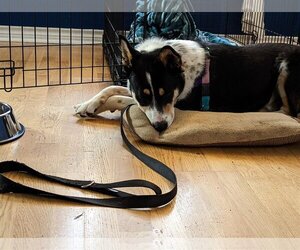 Border Collie-Unknown Mix Dogs for adoption in Portland, OR, USA