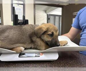 German Shepherd Dog Dogs for adoption in Camarillo, CA, USA