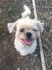 Lhasa Apso Dogs for adoption in Pacolet, SC, USA