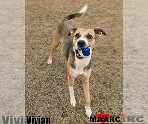 Black Mouth Cur-Unknown Mix Dogs for adoption in Maryville, TN, USA