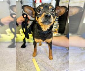 Chihuahua Dogs for adoption in Downey, CA, USA