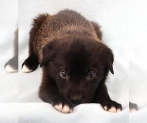 Mutt Dogs for adoption in Thief River Falls, MN, USA