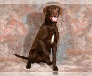 German Shorthaired Pointer Dogs for adoption in West Valley, UT, USA