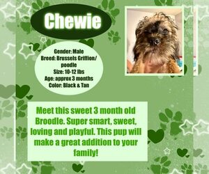 Brussels Griffon-Poodle (Miniature) Mix Dogs for adoption in Rancho Cordova, CA, USA