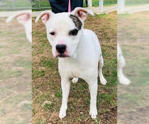 Small American Bulldog