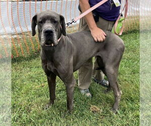 Great Dane-Unknown Mix Dogs for adoption in Millersville, MD, USA