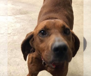 Redbone Coonhound Dogs for adoption in Piedmont, MO, USA