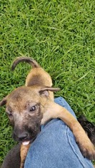 Medium Photo #1 Mutt Puppy For Sale in Forest, VA, USA