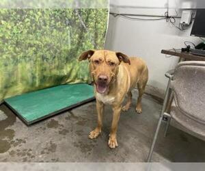 Mastiff Dogs for adoption in Camarillo, CA, USA