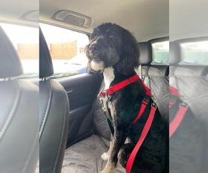 Bernese Mountain Dog-Unknown Mix Dogs for adoption in Newaygo, MI, USA