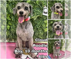 Mutt Dogs for adoption in Seattle, WA, USA