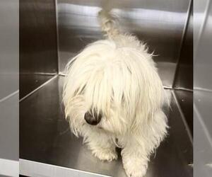 Maltese-Unknown Mix Dogs for adoption in Houston, TX, USA