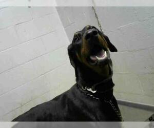 Doberman Pinscher Dogs for adoption in Atlanta, GA, USA