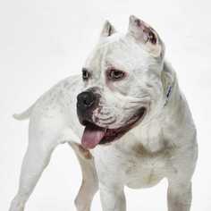 Bullypit Dogs for adoption in Dallas, TX, USA