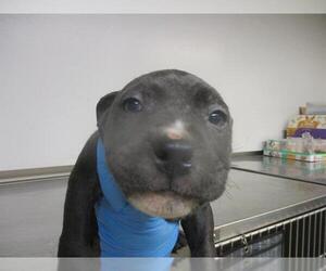 American Pit Bull Terrier-Unknown Mix Dogs for adoption in Oklahoma City, OK, USA