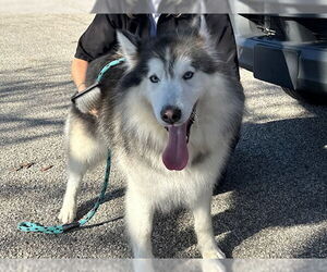 Alusky Dogs for adoption in Santa Cruz, CA, USA