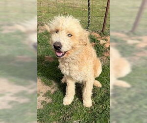 Goldendoodle Dogs for adoption in Winter Park, CO, USA