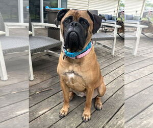 Bullmastiff Dogs for adoption in Crystal, MN, USA