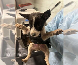 Mutt Dogs for adoption in Stockton, CA, USA