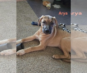 Black Mouth Cur-Unknown Mix Dogs for adoption in Waterloo, IA, USA