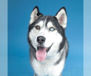 Siberian Husky Dogs for adoption in Pasadena, CA, USA