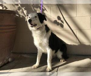 Border-Aussie Dogs for adoption in pomona, CA, USA