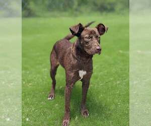 German Shepherd Dog-Retriever  Mix Dogs for adoption in Talladega, AL, USA