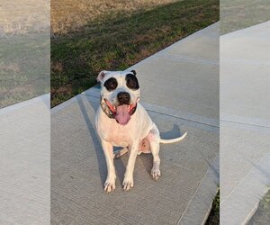 American Pit Bull Terrier-Unknown Mix Dogs for adoption in Topeka, KS, USA