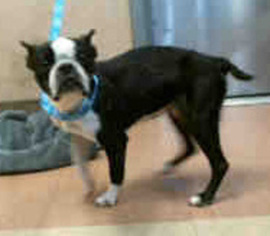 Boston Terrier Dogs for adoption in Fremont, CA, USA