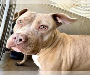 American Pit Bull Terrier Dogs for adoption in San Bernardino, CA, USA