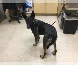 Mutt Dogs for adoption in Riverside, CA, USA