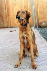 Saluki Dogs for adoption in Cochran, GA, USA