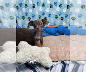 Chiweenie Dogs for adoption in Chico, CA, USA