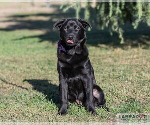 Labrador Retriever-Unknown Mix Dogs for adoption in Clovis, CA, USA